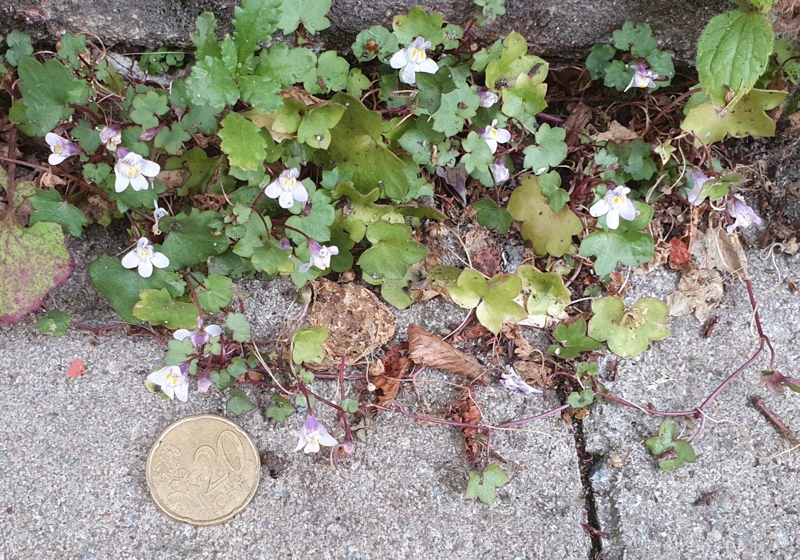 Een plant bij in den hof