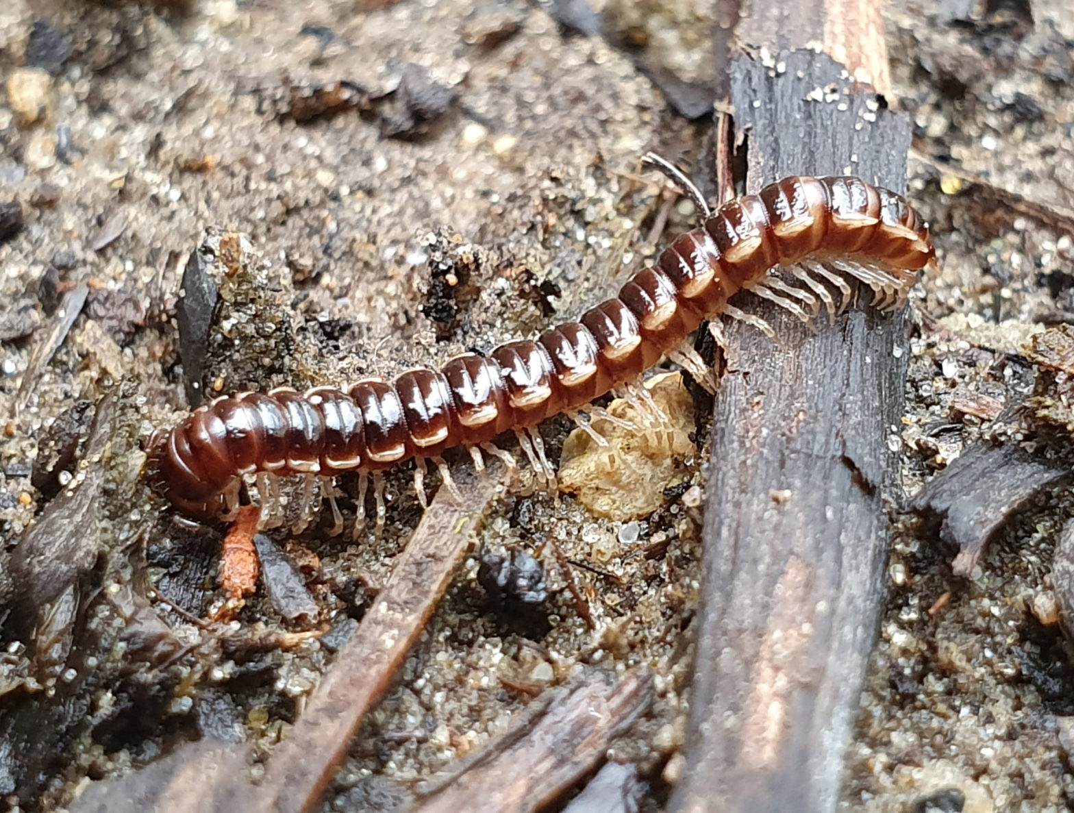 Een nieuw beest!