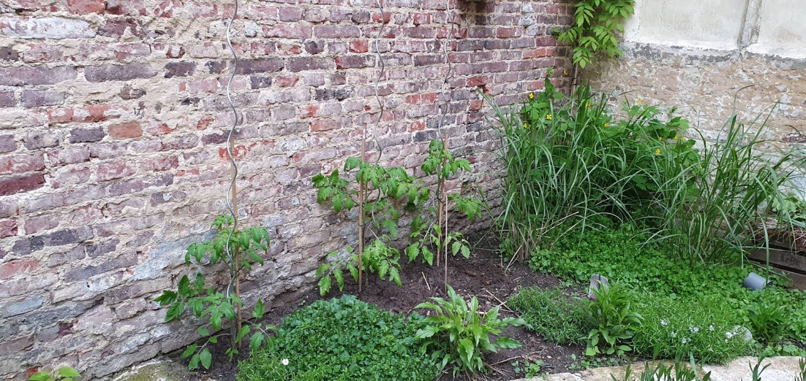 Den hof: tomaten, de saga, vervolg