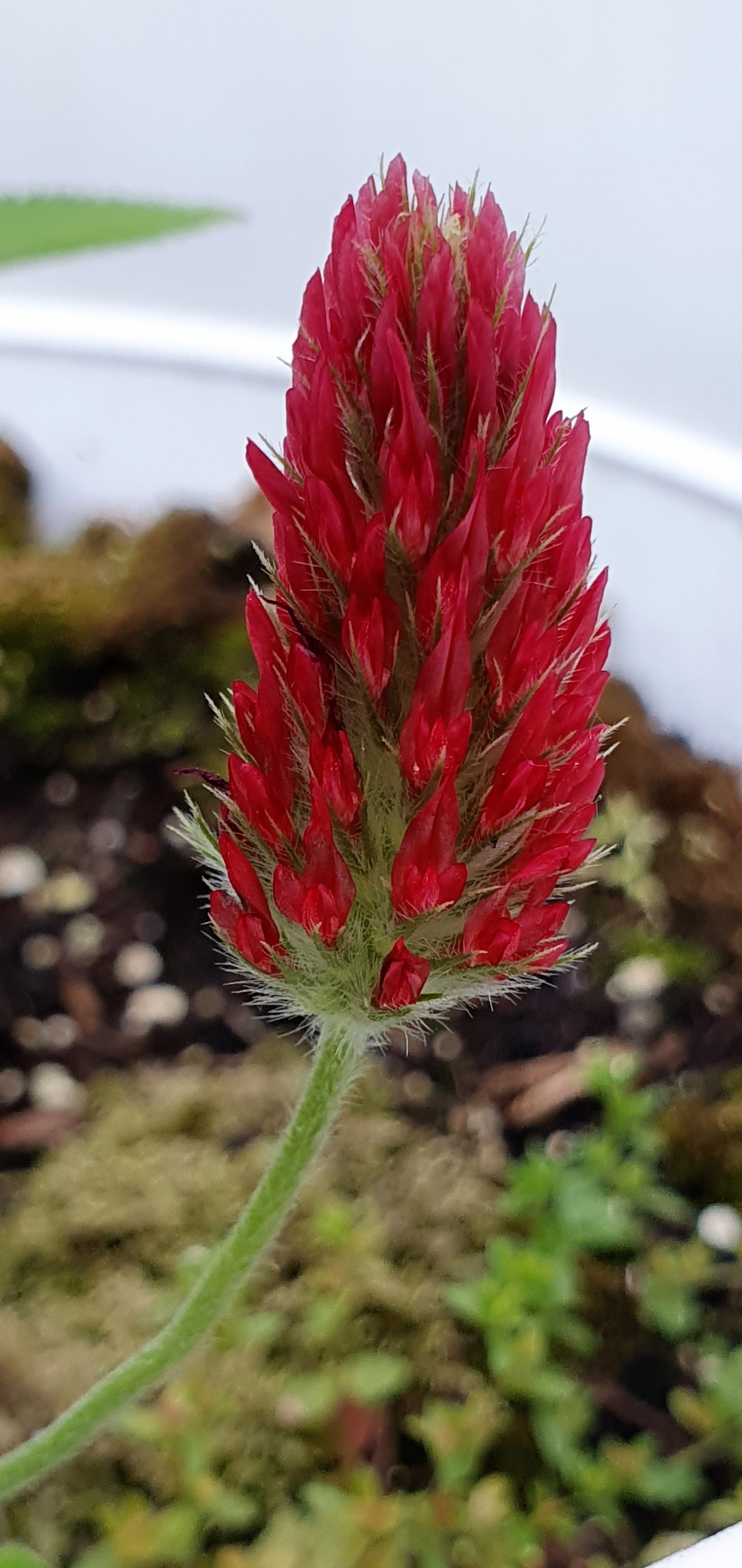 Den hof: nog bloemen