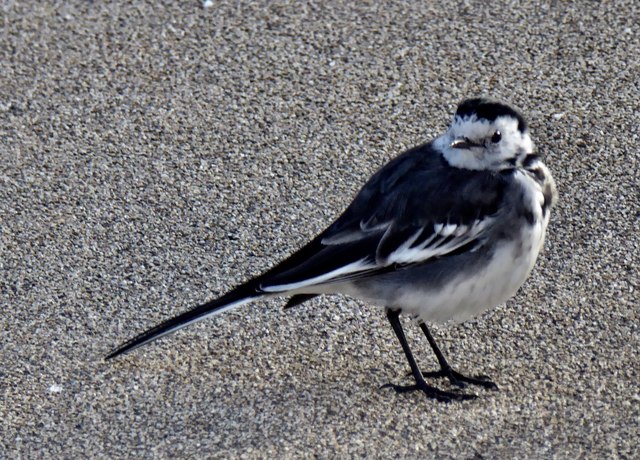 Pied wagtail, Omagh
