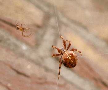 Araneus_diadematus_D0053