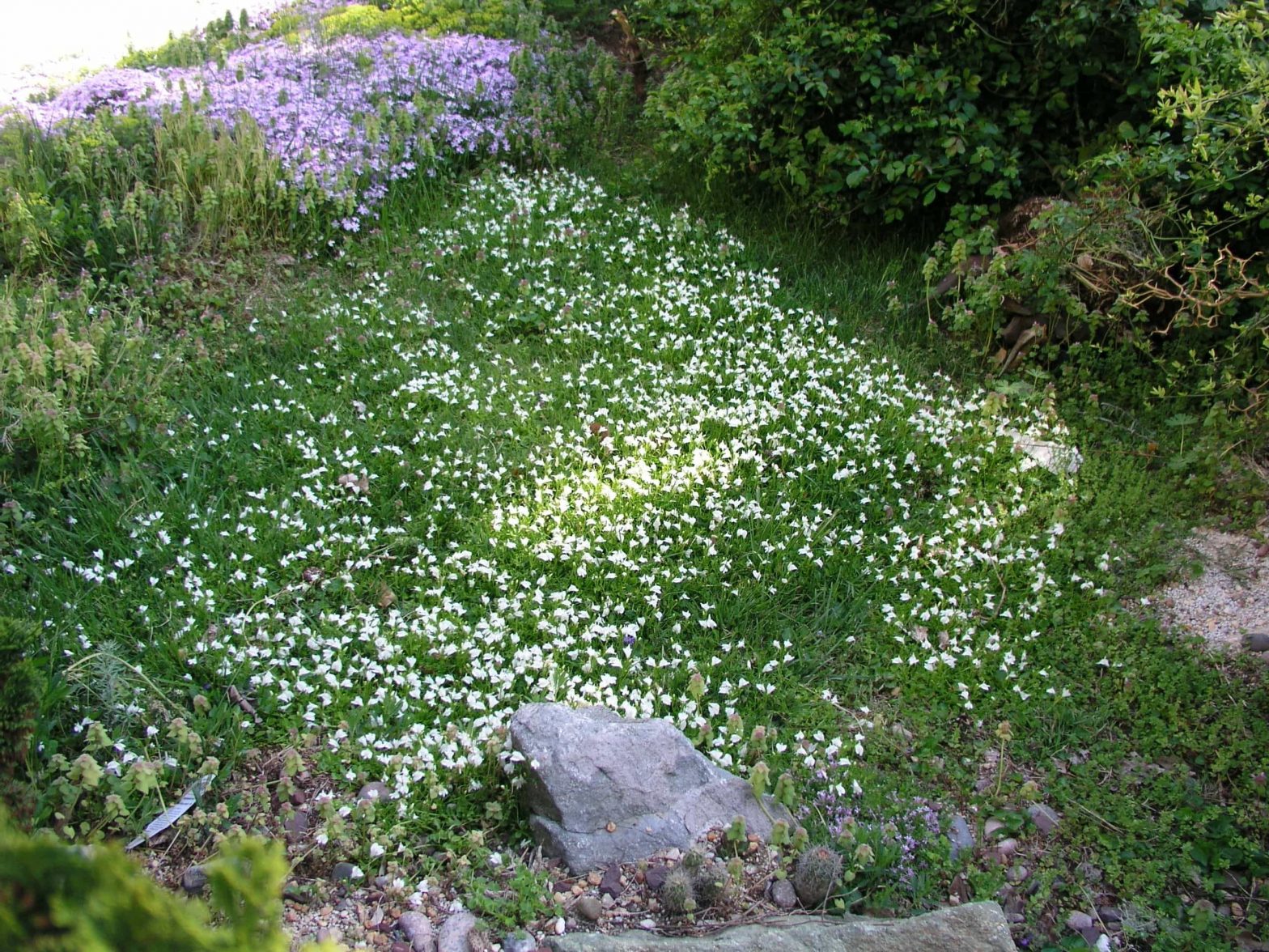 Verbouwingen: den hof: de planten