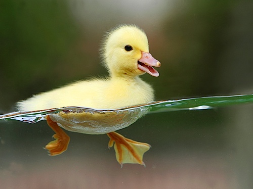 Swimming_Duckling.jpg
