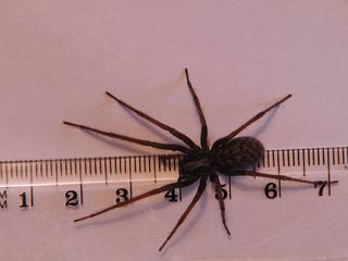 Tegenaria gigantea