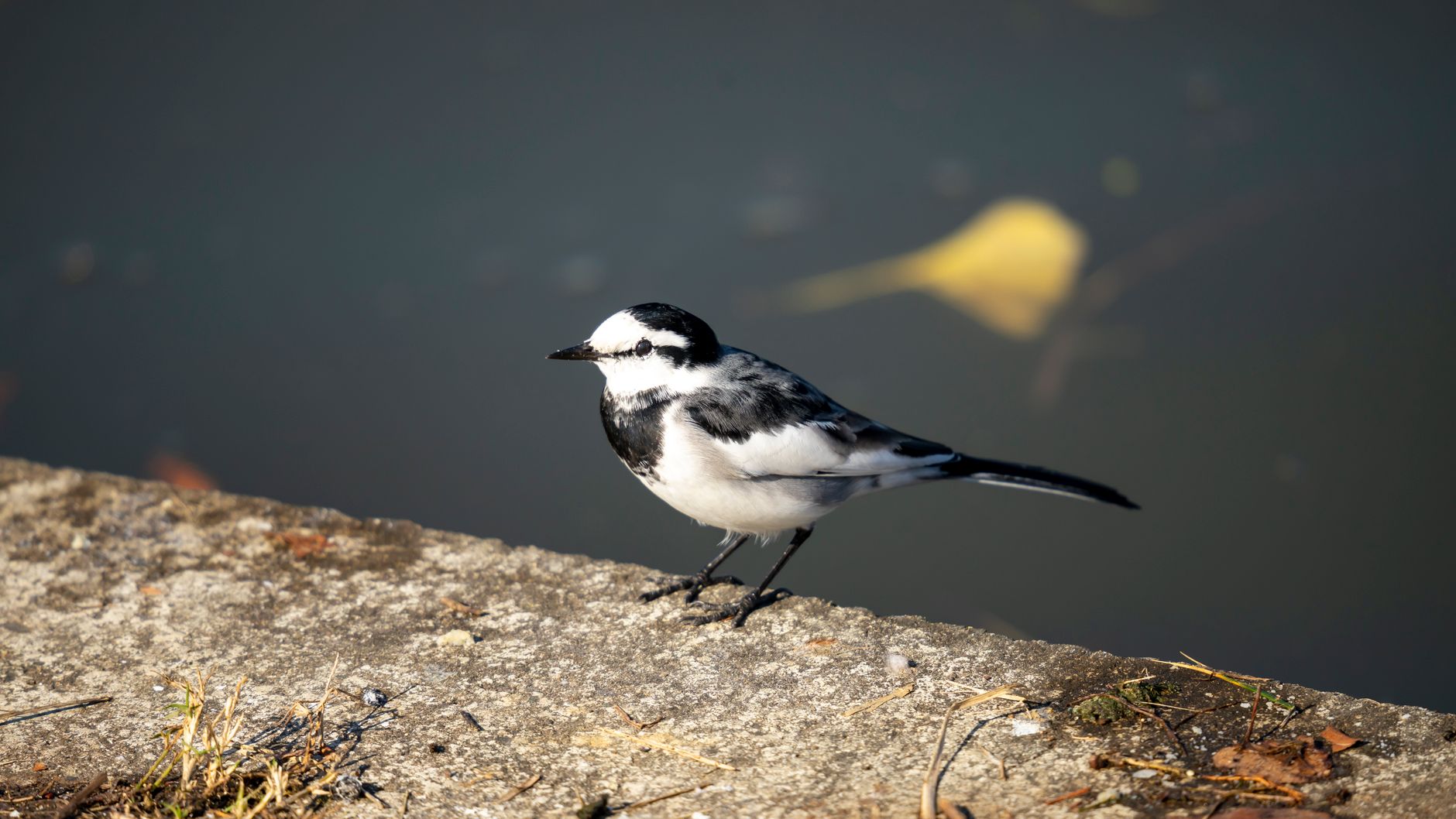 Wagtail