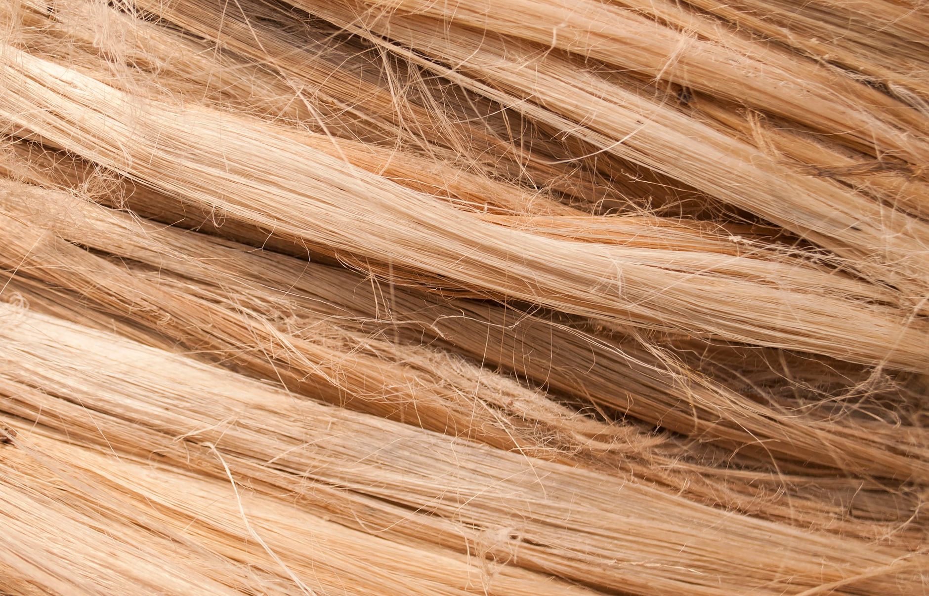close up of blond hair