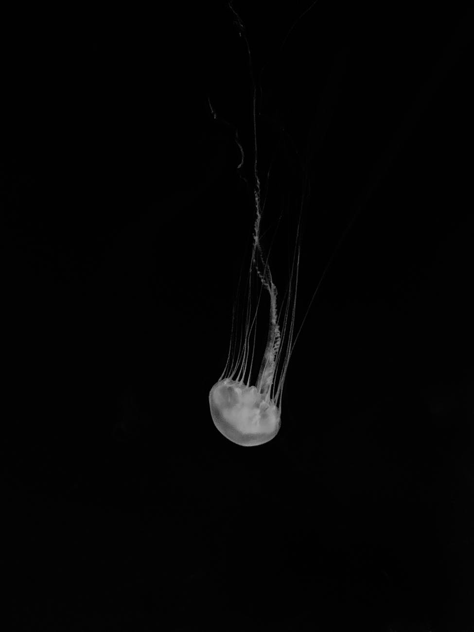 close up shot of a jellyfish